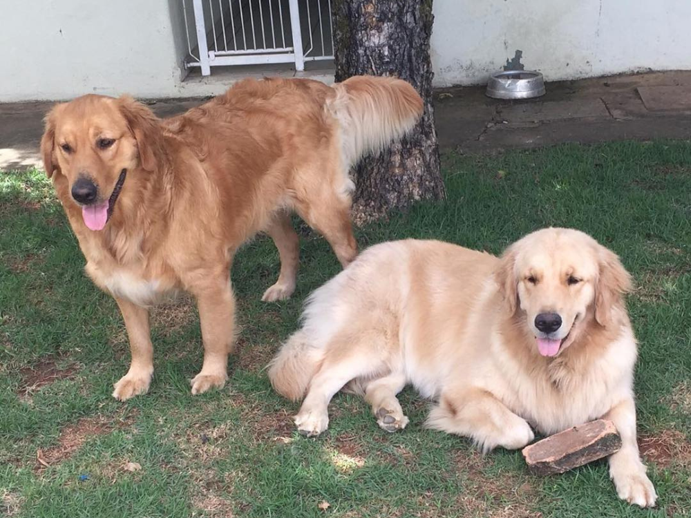 Paraíso Canino na Pampulha: Descubra o Hotelzinho para Cachorros que seus Amigos de Quatro Patas Merecem. Seus pets podem desfrutar!